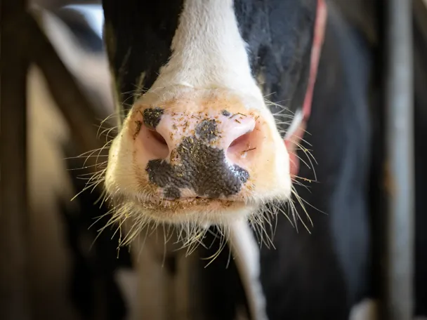 Prim plan al gurii vitelor Prim plan al gurii vitelor