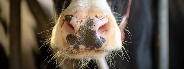 Prim plan al gurii vitelor Prim plan al gurii vitelor