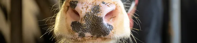 Prim plan al gurii vitelor Prim plan al gurii vitelor