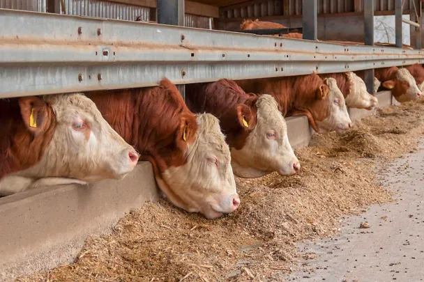 Taurii la îngrășat mănâncă la troacă Taurii la îngrășat mănâncă la troacă