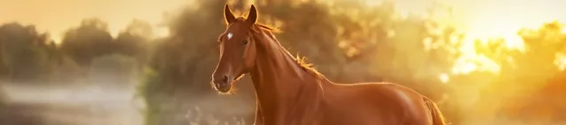 Pferd läuft auf der Weide Pferd läuft auf der Weide