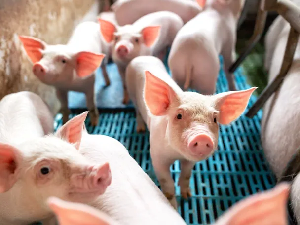 Schweine in Schweinebuchten mit Spaltenboden Schweine in Schweinebuchten mit Spaltenboden