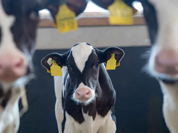 Kalb im Kälberstall zwischen zwei anderen Kälbern Kalb im Kälberstall zwischen zwei anderen Kälbern