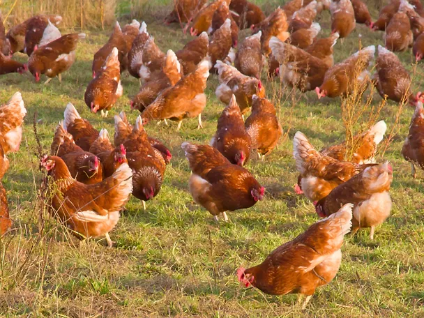 de_ado_huehner_3_4 de_ado_huehner_3_4