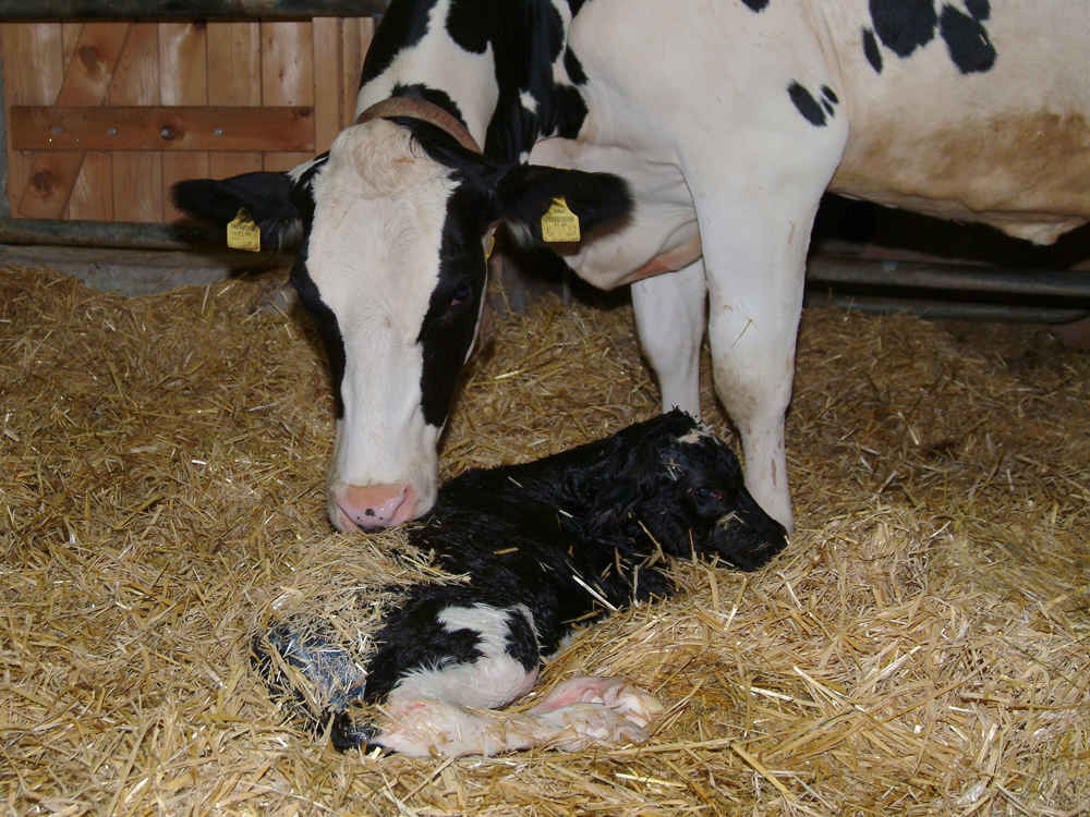 Kuh mit Kalb Kuh mit Kalb