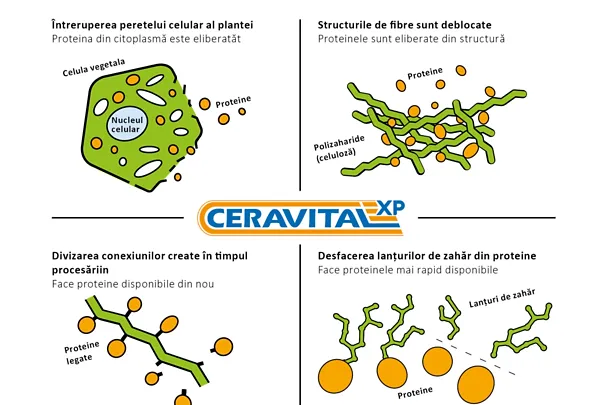 Efectul al CERAVITAL XP Efectul al CERAVITAL XP