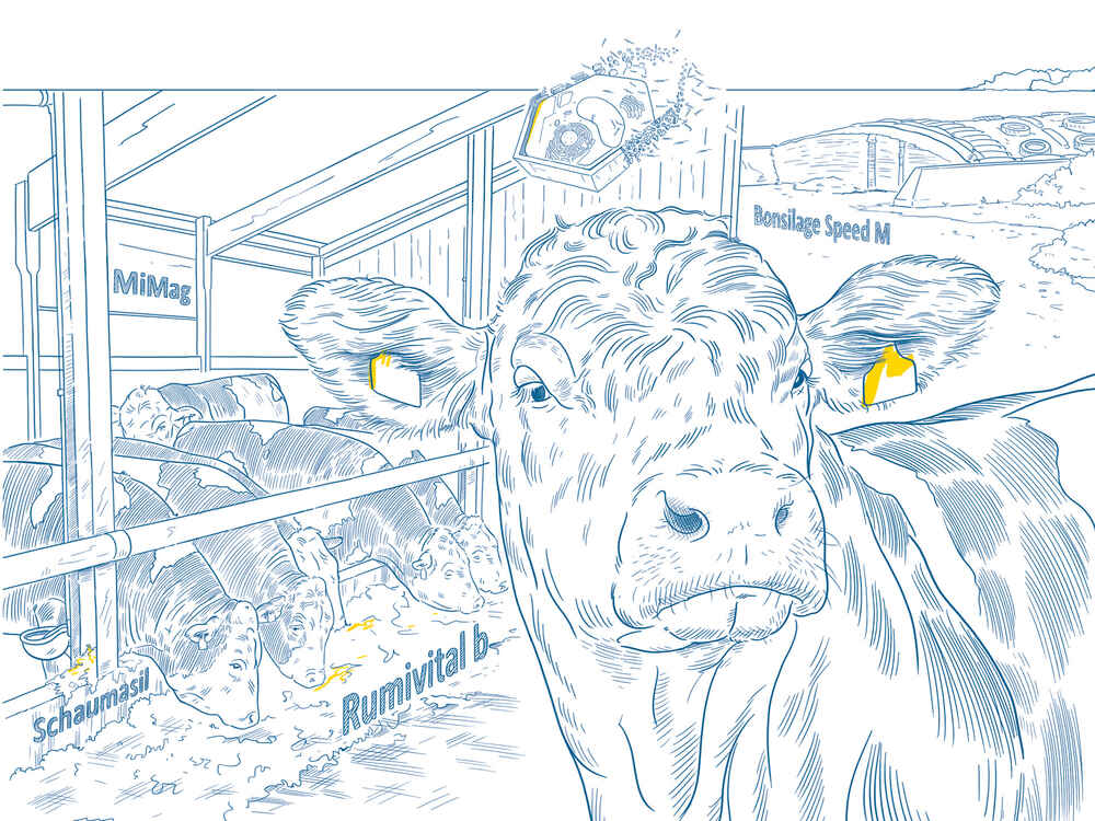 Bullenfütterung mit SCHAUMANN Bullenfütterung mit SCHAUMANN