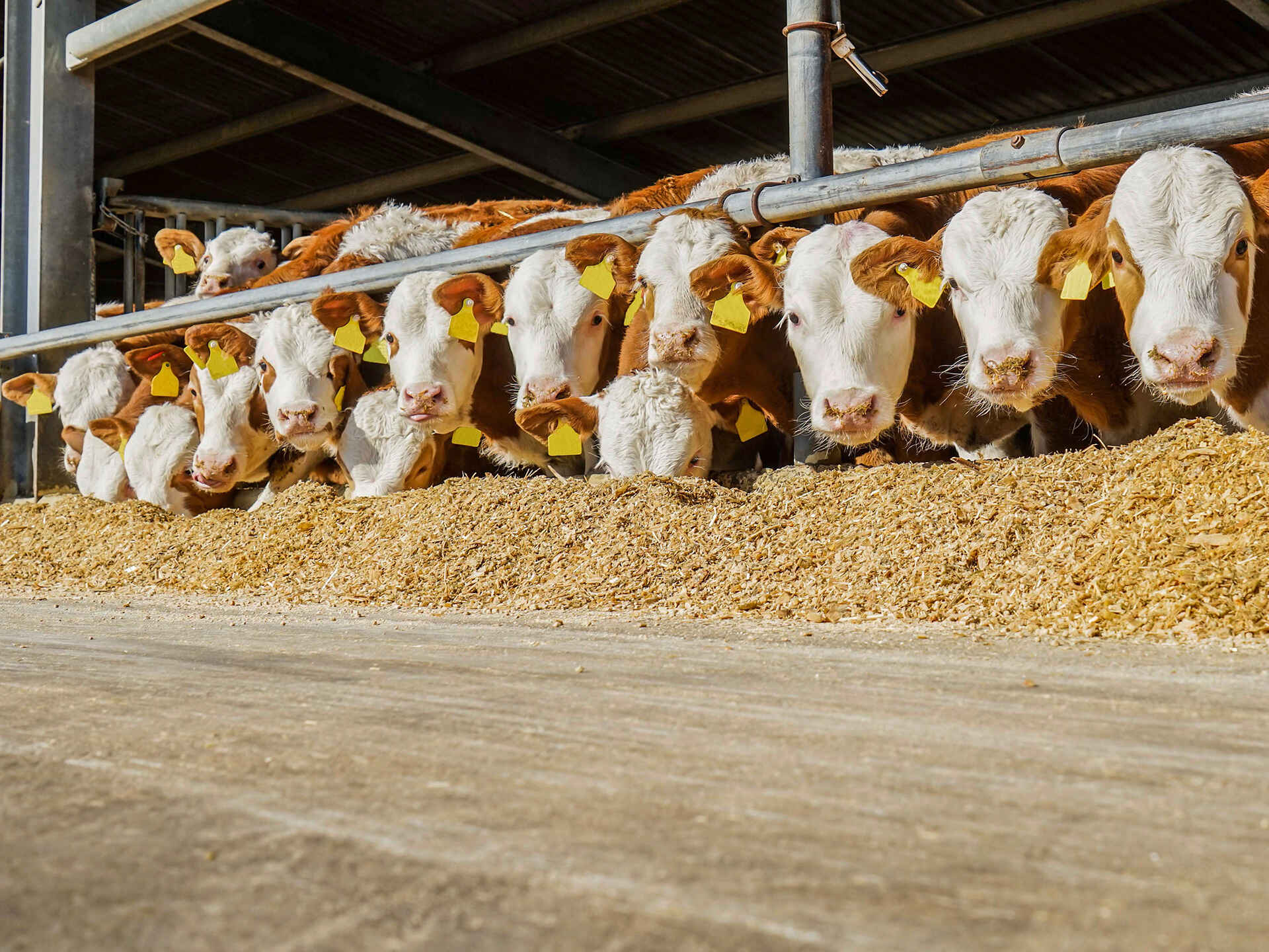 Bullen am Futtertisch Bullen am Futtertisch