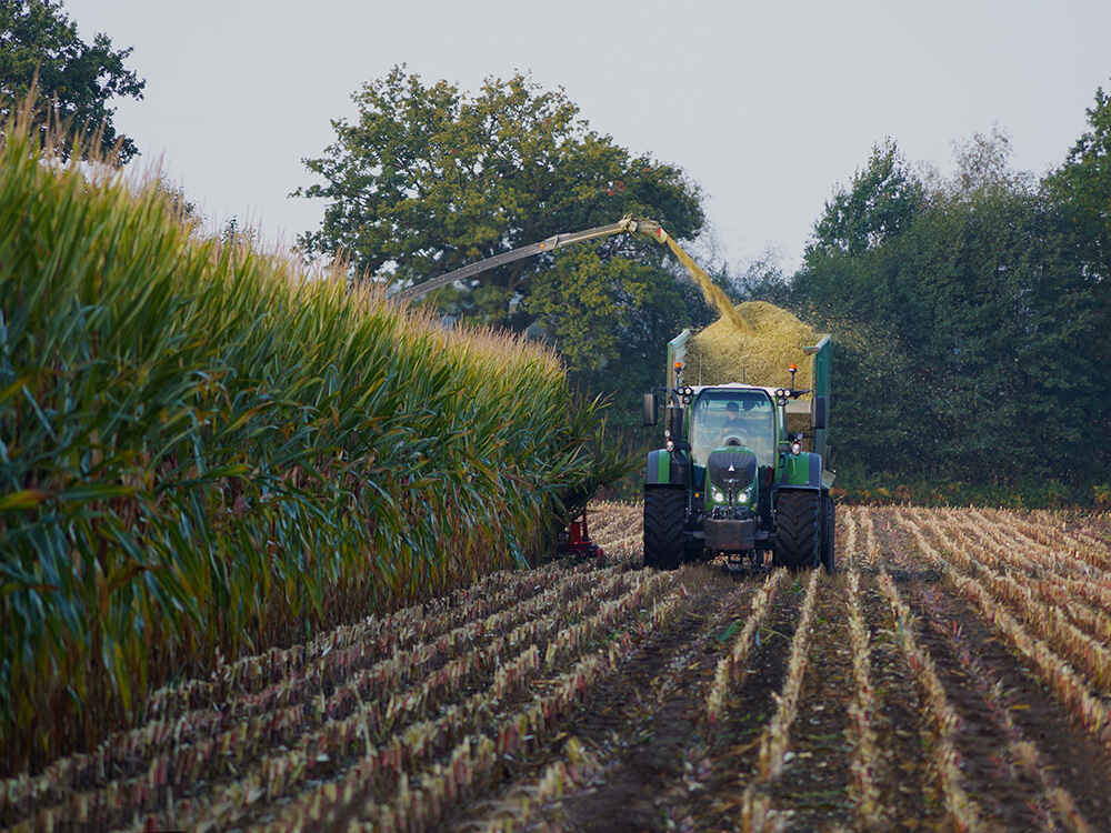 Maissilage wird gehäckselt Maissilage wird gehäckselt