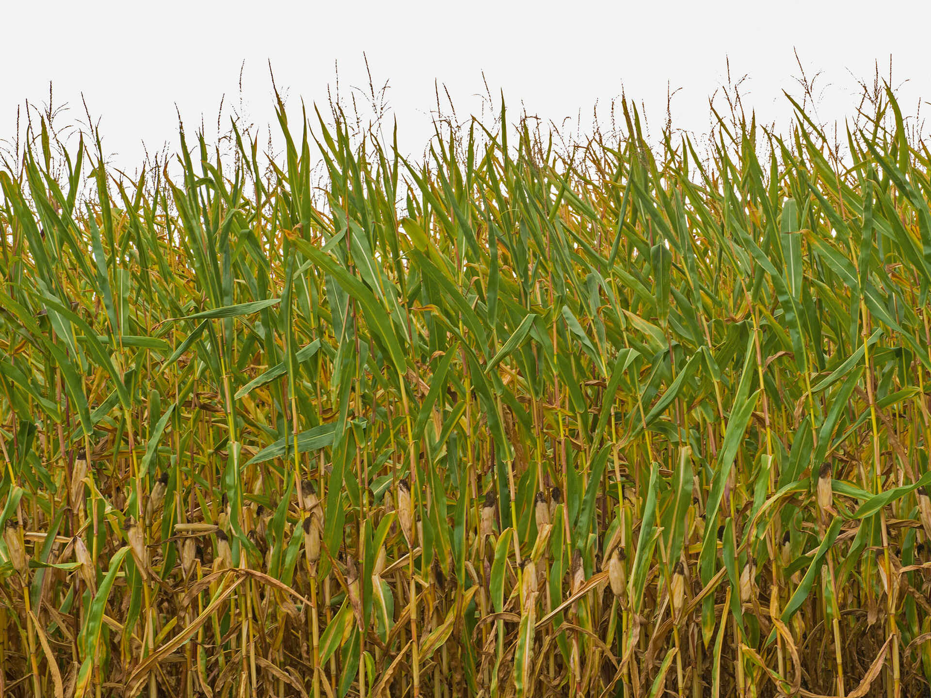 Trockengeschädigter Mais Trockengeschädigter Mais