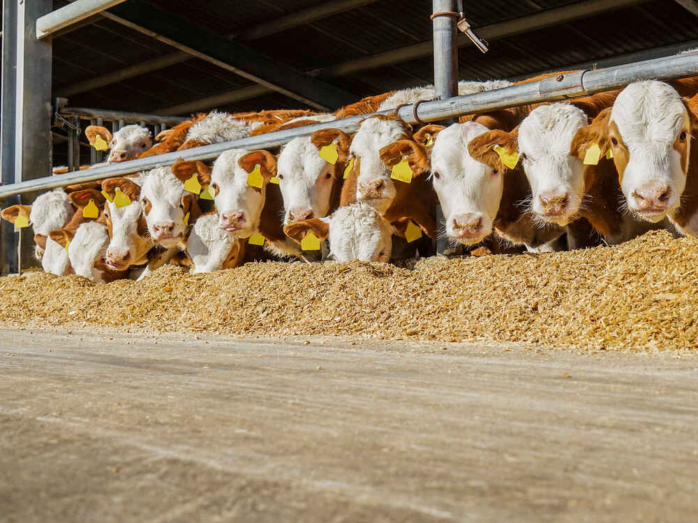 Bullen am Futtertisch Bullen am Futtertisch