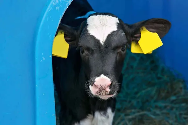Kalb im Kälberiglu Kalb im Kälberiglu